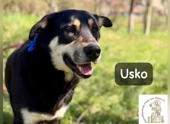 Usko – der, der lernen möchte, wie Leben wirklich geht!