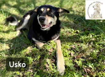 Usko – der, der lernen möchte, wie Leben wirklich geht!