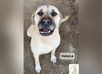 Helena – Schönheit mit Charakter und einem ganz besonderen Lächeln!