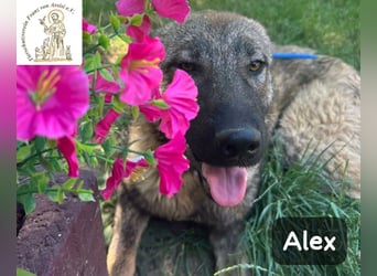 Alex – jetzt ist das Leben dran!