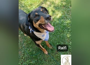 Ralfi – Für manche Hunde gibt es einfach nicht die richtigen Worte!