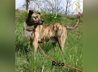 Rico alias der „Familienhund“