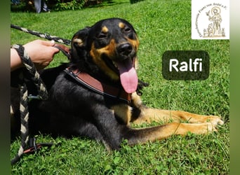 Ralfi – Für manche Hunde gibt es einfach nicht die richtigen Worte!
