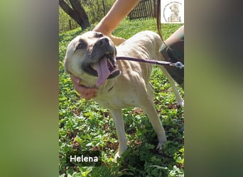 Helena – Schönheit mit Charakter und einem ganz besonderen Lächeln!