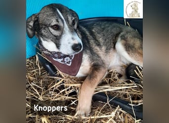 Knoppers – zuerst zurückhaltend, später zum Verlieben!