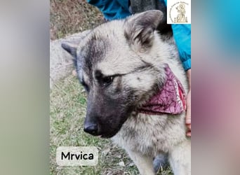 Mrvica – Schönheit mit Neugier auf das große Leben!