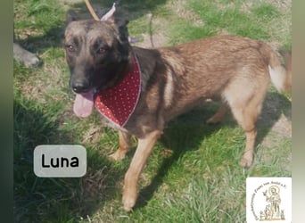 Luna – Köpfchen, Power und definitiv Pfeffer im Hintern