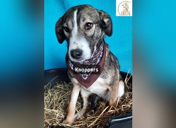 Knoppers – zuerst zurückhaltend, später zum Verlieben!