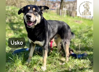 Usko – der, der lernen möchte, wie Leben wirklich geht!