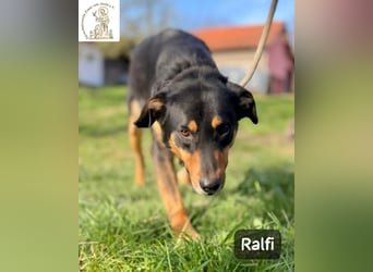 Ralfi – Für manche Hunde gibt es einfach nicht die richtigen Worte!