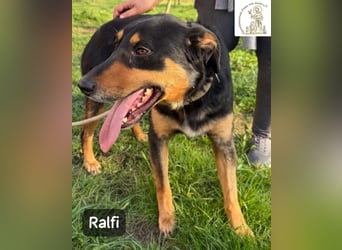 Ralfi – Für manche Hunde gibt es einfach nicht die richtigen Worte!