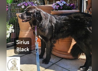 Sirius Black – Vier Pfoten, die einfach dazugehören wollen!