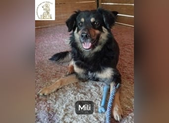 Mili – die perfekte Mischung aus Charme und Charakter!