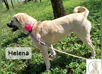 Helena – Schönheit mit Charakter und einem ganz besonderen Lächeln!