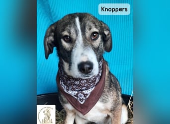Knoppers – zuerst zurückhaltend, später zum Verlieben!