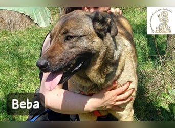 Beba – für Menschen, die das Echte suchen!