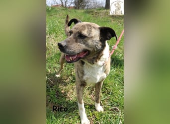 Rico alias der „Familienhund“