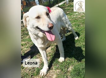 Leona – sanft, stark und bereit für ein neues Kapitel!