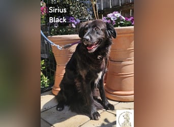Sirius Black – Vier Pfoten, die einfach dazugehören wollen!