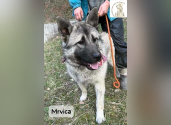 Mrvica – Schönheit mit Neugier auf das große Leben!