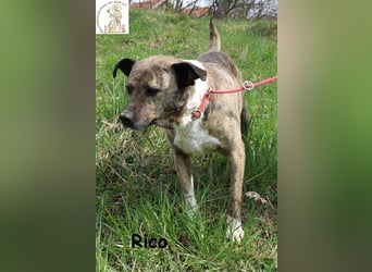 Rico alias der „Familienhund“