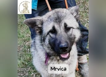 Mrvica – Schönheit mit Neugier auf das große Leben!