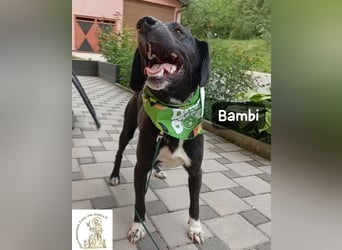Bambi – Mehr braucht es nicht!