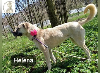 Helena – Schönheit mit Charakter und einem ganz besonderen Lächeln!