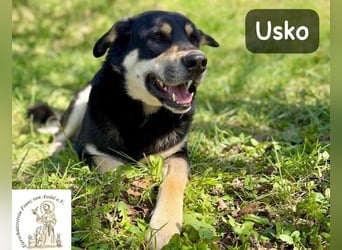 Usko – der, der lernen möchte, wie Leben wirklich geht!