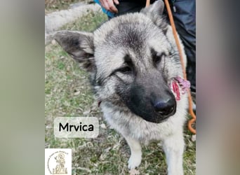 Mrvica – Schönheit mit Neugier auf das große Leben!