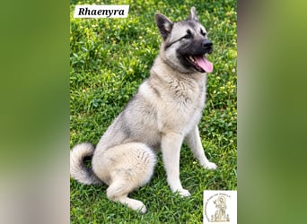 Rhaenyra – auffallen kann sie, bleiben möchte sie!