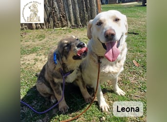 Leona – sanft, stark und bereit für ein neues Kapitel!