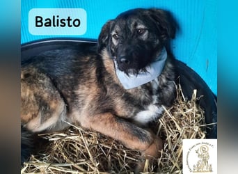 Balisto – vorsichtig? Ja. Langweilig? Ganz sicher nicht!