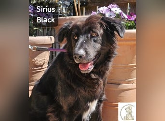 Sirius Black – Vier Pfoten, die einfach dazugehören wollen!