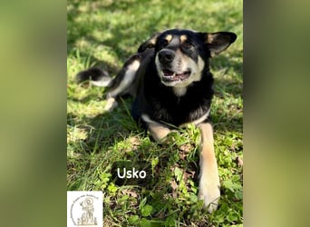 Usko – der, der lernen möchte, wie Leben wirklich geht!