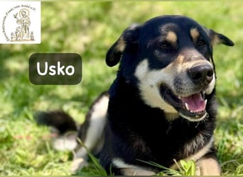 Usko – der, der lernen möchte, wie Leben wirklich geht!