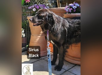Sirius Black – Vier Pfoten, die einfach dazugehören wollen!