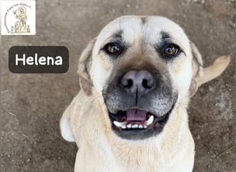 Helena – Schönheit mit Charakter und einem ganz besonderen Lächeln!