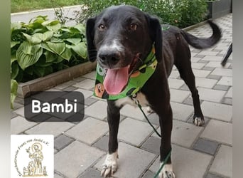 Bambi – Mehr braucht es nicht!