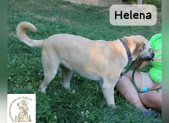Helena – Schönheit mit Charakter & einem ganz besonderen Lächeln!