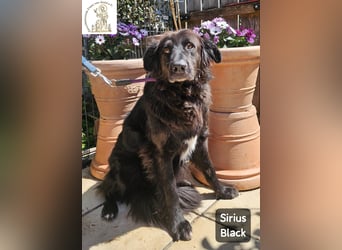 Sirius Black – Vier Pfoten, die einfach dazugehören wollen!