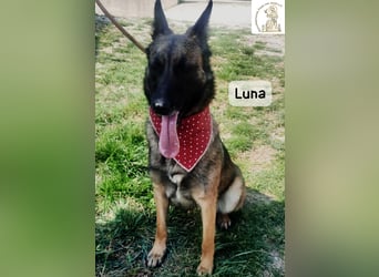 Luna – Köpfchen, Power und definitiv Pfeffer im Hintern