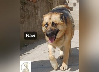 Navi – stark, sensibel, besonders – sucht ihr Gegenstück!