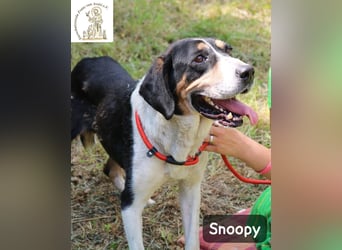 Snoopy – Charme trifft Persönlichkeit!