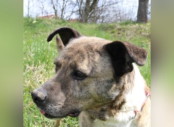 Rico alias der „Familienhund“