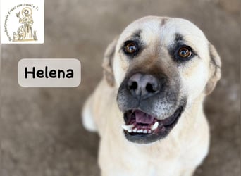 Helena – Schönheit mit Charakter und einem ganz besonderen Lächeln!