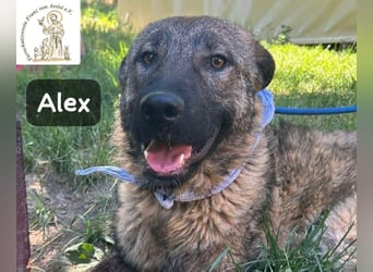 Alex – jetzt ist das Leben dran!
