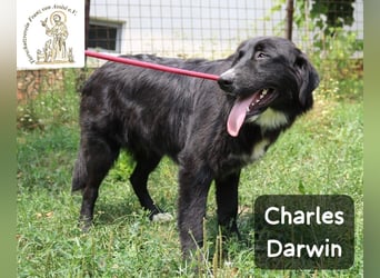 Charles - Punkt. Dieser Kerl hat einfach Ausstrahlung!