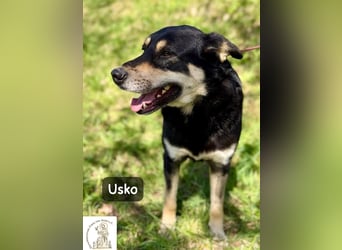 Usko – der, der lernen möchte, wie Leben wirklich geht!
