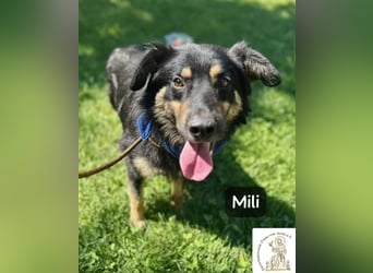 Mili – die perfekte Mischung aus Charme und Charakter!